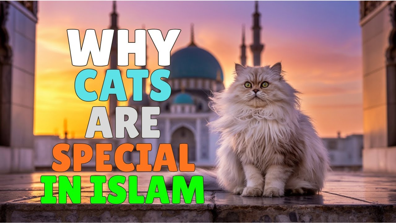 Why Cats Are Special in Islam – A Hidden Mystery