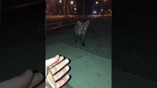 Man Has Surprising Encounter With A Red Fox Viralhog