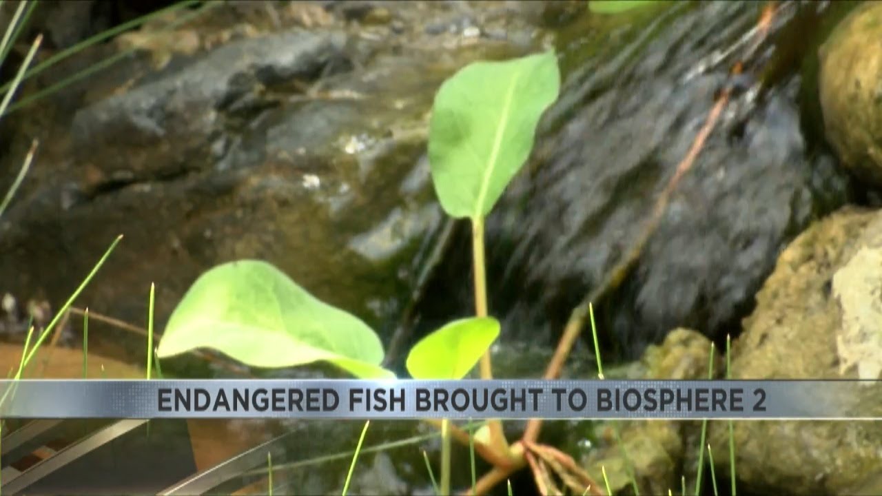 Sonoyta pupfish welcomed to the U of A