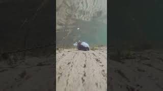 PVA Bag Underwater Test 🎣 #pvabag #carpfishing #underwaterfishing #carprig #karpfenangeln #fishing