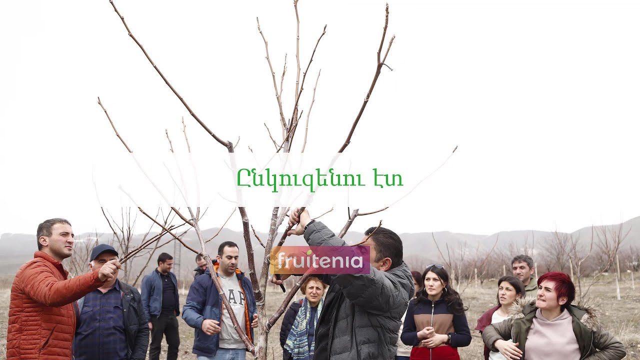 Ընկուզենու էտը / Pruning of walnut tree
