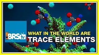 Week 33: Trace Elements: Is supplementation right for your tank | 52 Weeks of Reefing