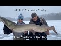 54" MUSKY CAUGHT ICE FISHING, Four Muskies In One Day