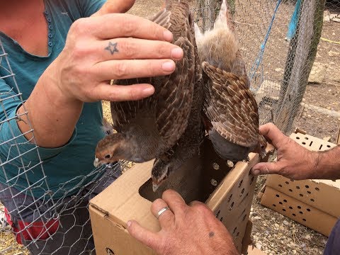 En Charente, le gibier est prêt avant l'ouverture de la chasse dimanche