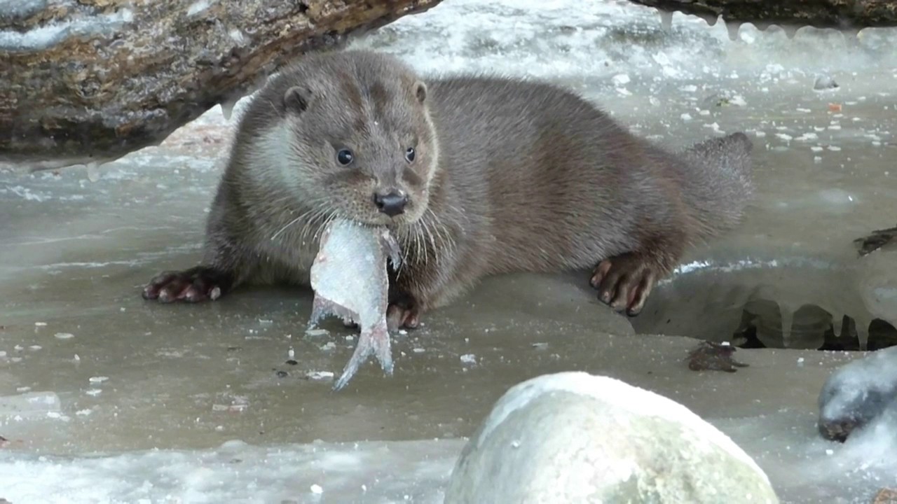 biodiversity definition biology Lennon is eating and ice fishing