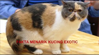 INTERESTING FACTS ABOUT EXOTIC CAT