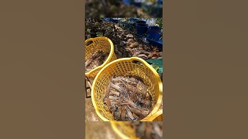 Crayfish _ Cảnh Này Chỉ Có Ở Miền Tây Mò Tôm Càng #shorts #crayfish #tom