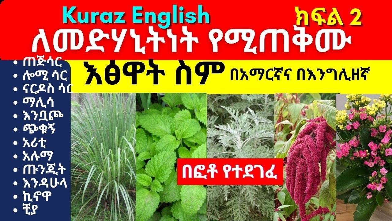 ለመድሃኒትነት የሚጠቅሙ እፅዋት ስም - Names of Ethiopian medicinal plants and herbs - Part 2