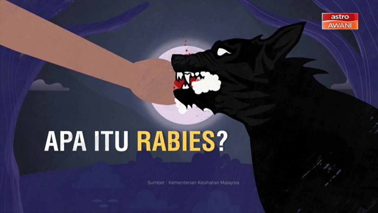 infografik-apa-itu-rabies-youtube