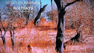 Leopard attacked impala | Baboon saved imapla #AnimalsVideos