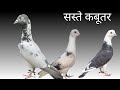 सस्ते कबूतर || Karnal pigeon farm