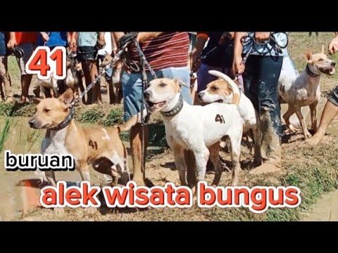 41 buruan alek wisata bungus - YouTube