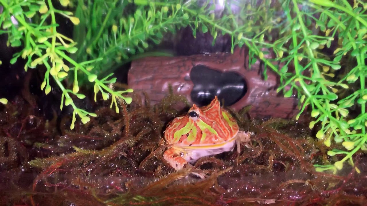 Pacman Frog Feeding Eats Cricket Then Burps Youtube