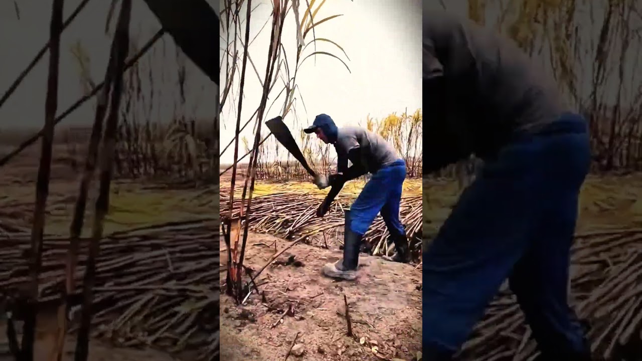 fast techniques and skills for cutting sugar cane in a matter of minutes 