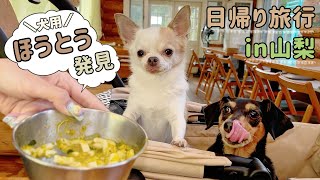 犬と入れるほうとう屋さんが神すぎた