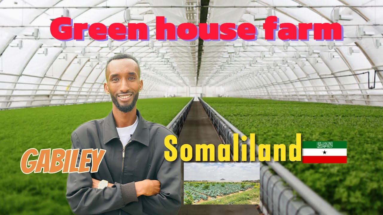  GREENHOUSE FARM CAJIIB AH AYAAN BOOQDAY BEERALAY HAL MAALIN GABILEY SOMALILAND 
