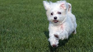 Maltese Dog Training Techniques Effective Methods