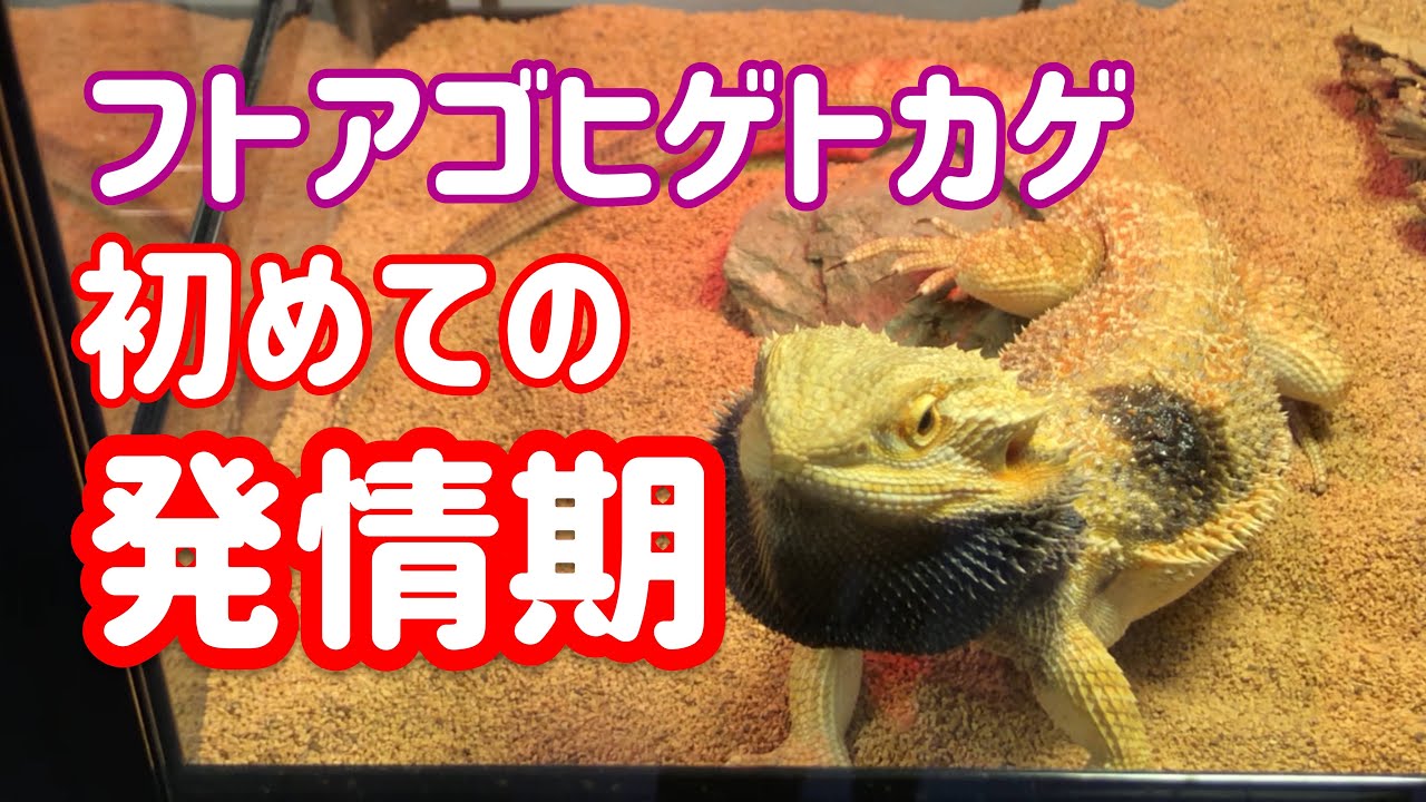 メスを見ると興奮してボビングするフトアゴヒゲトカゲ Youtube
