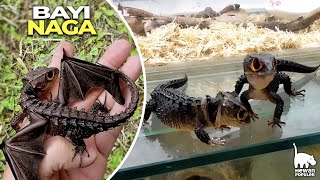 DIkira Cuman Mitos, Penemuan Bayi Naga Asli! Hal-Hal yang Pertama Kalian Lihat di Dunia Hewan