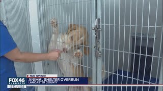 Lancaster shelter offers low-cost adoption program to avoid euthanizations