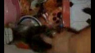 None (19-11-07_1948.mpeg)