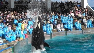 シャチパフォーマンス♪（2017/02/11）13：00～