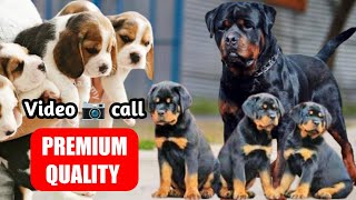 Rottweiler Ultimate Quality Beagle Puppies Perfect Marking Dog Sale Rottweiler