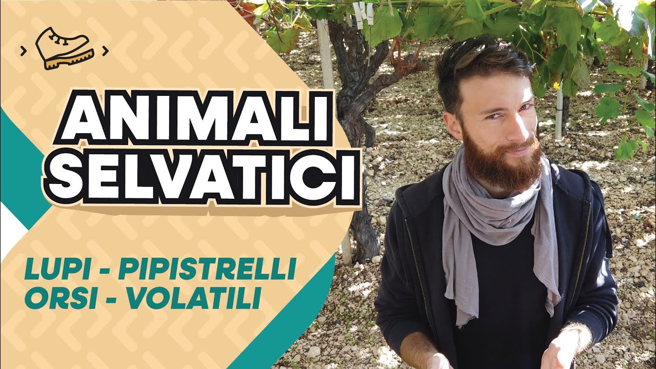 Animali selvatici e trekking: Lupi, Orsi, Pipistrelli e volatili.