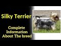 Silky Terrier. Pros and Cons, Price, How to choose, Facts, Care, History
