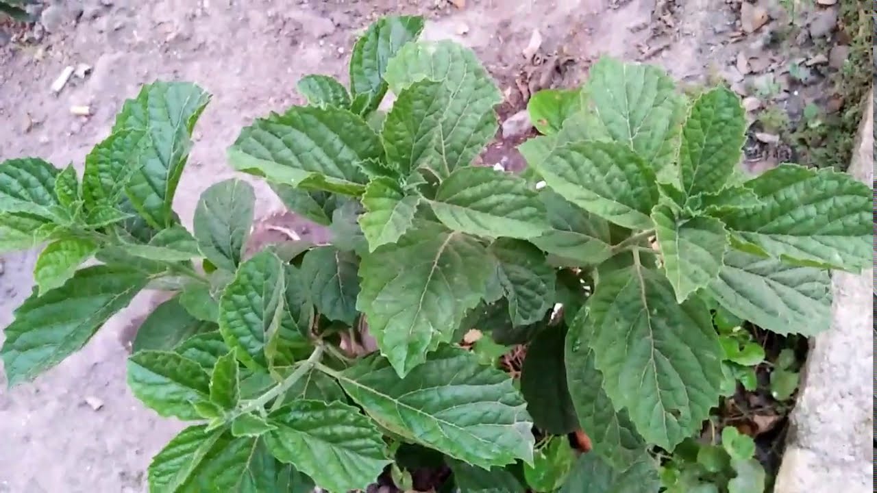 Bentuk Asli Tanaman Keji Beling dan Manfaatnya - Tanaman Herbal