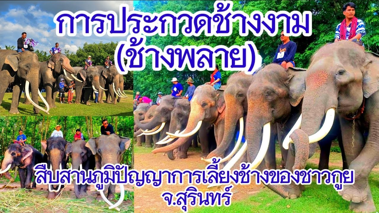 การประกวดช้างงาม สืบสานภูมิปัญญาการเลี้ยงช้างของชาวกูย จ.สุรินทร์  (ช้างพลาย)
