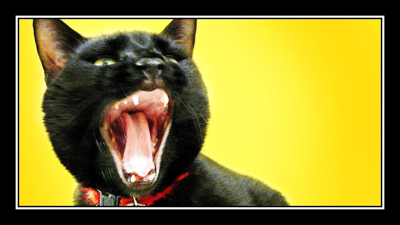 Total Domination Trailer