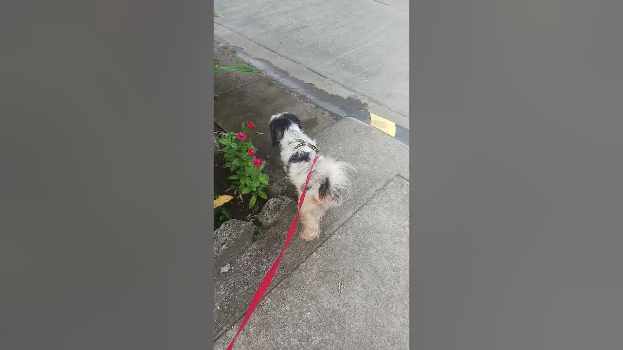 Why Does My Dog...Sniff The Ground Before Pooping? wazzup mum Shorts