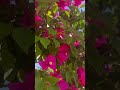 Beautiful flowers in the streets of Mexico #flowersoftheworld #flowers