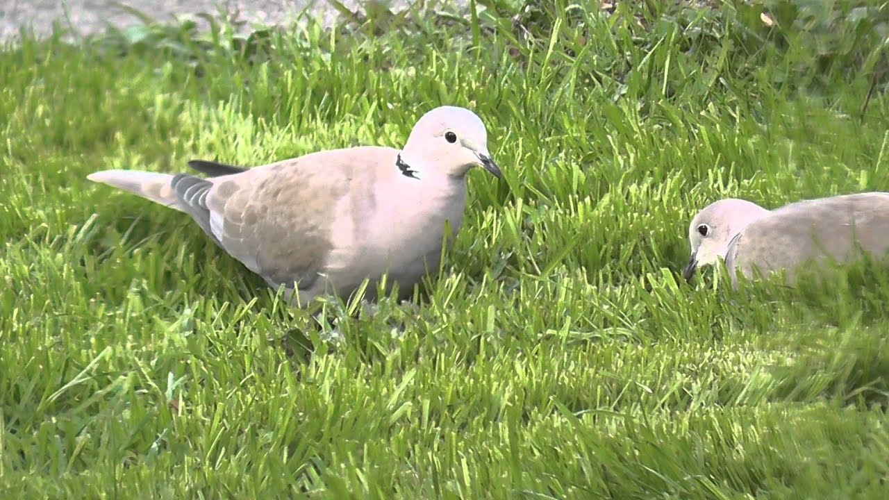 Eurasian Collared Doves YouTube