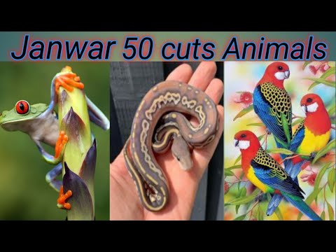 Animals Story 2M | Cute dog story Videos Cutest moment of the story | Cute story | 50 animals | #11