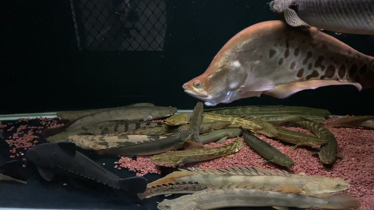 白燈下的恐龍魚世界 古代魚水槽 Youtube