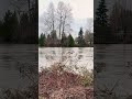 Skagit River Walk #skagitcounty #skagitriverflooding #skagitrainyweather