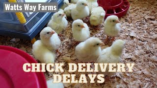 Chick Delivery Delay's - What Will This Mean? by Watts Way Farms 259 views 2 years ago 14 minutes, 28 seconds