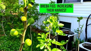 Figs: Their Breba Crop & How I Increased My Harvest