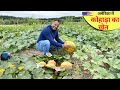 अमेरिका में कद्दू की खेती कैसे होती है USA Pumpkin Farming || Amazing Agriculture Farm