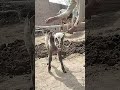 Cow farming #cowfarming
