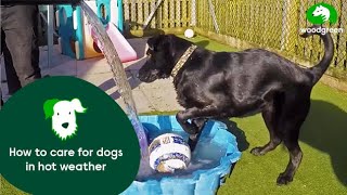 How do I care for my dog in hot weather? | Woodgreen Pets Charity