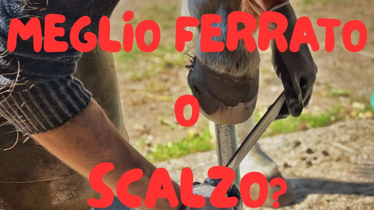 Scalzo vs Ferrato