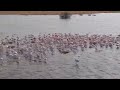 12 09 2022 Flamingos