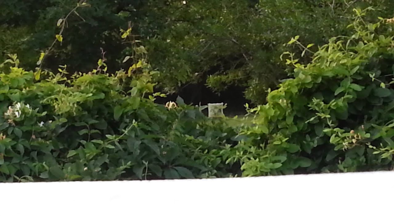 Bear outbreak 50 yard shot!!!! YouTube