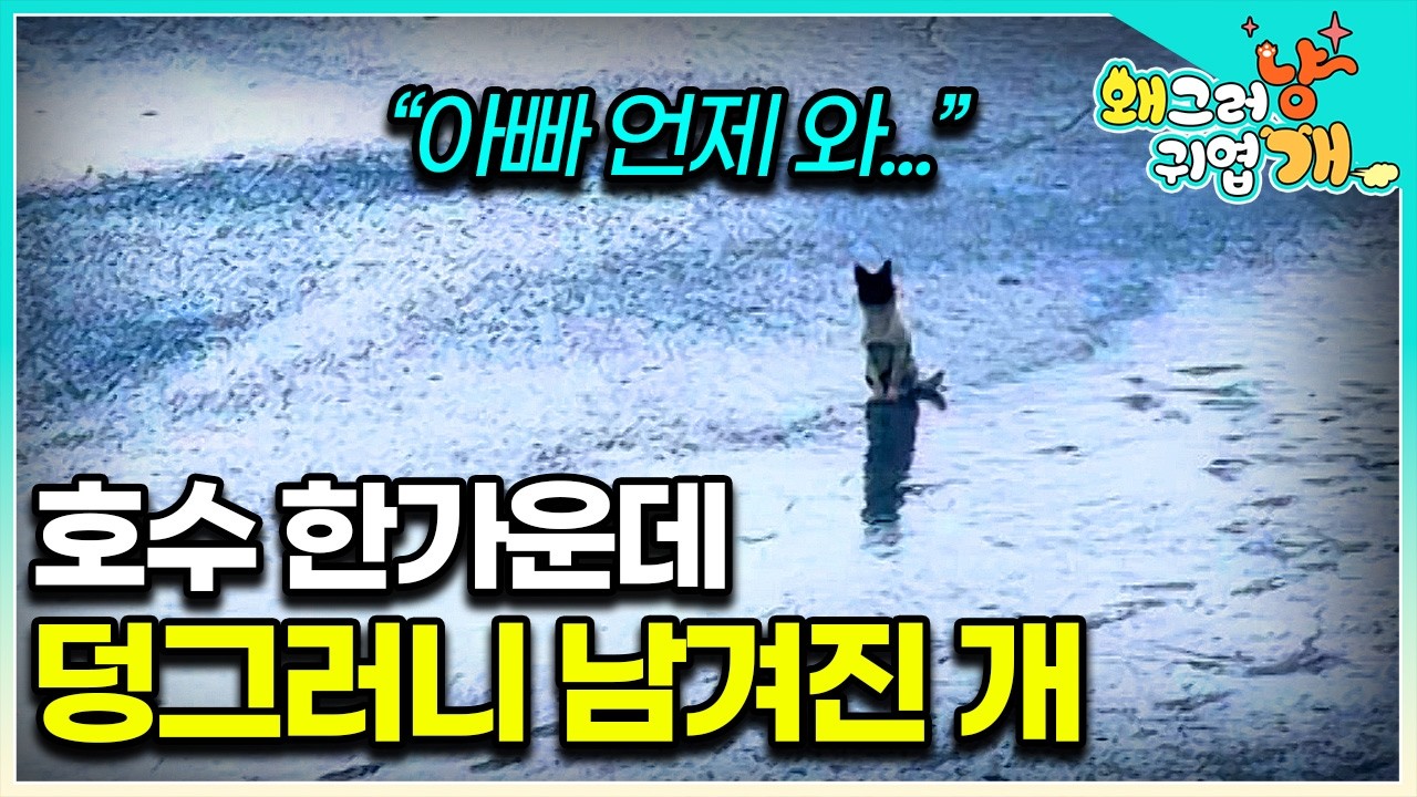 “SUV만 보면 그렇게 쫓아가요” 고양이 밥으로 배를 채우며 차들이 쌩쌩 지나다니는 도로 위를 떠나지 않는 개. 보호자가 돌아올 거란 희망을 버리지 못하는데.. │#왜그러냥귀엽개