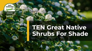 10 Great Native Shrubs For Shade 🌿 | Native Plant Gardening