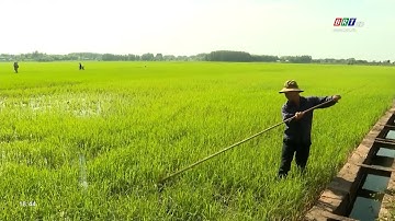 Nông dân tập trung phòng trừ sâu bệnh vụ lúa Đông Xuân 2022-2023 | BRTgo