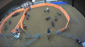 Big Sky Ranch Sorting Saddle Series #2 - #10 H/C - Round #1 - Ride #14